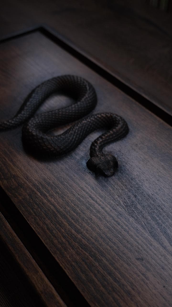 Chapan[Tea Snake] 44x23
